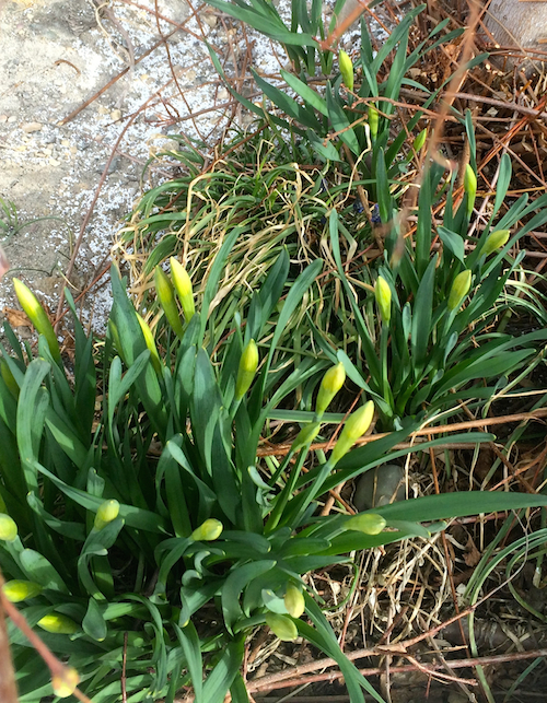 daffodils,spring green