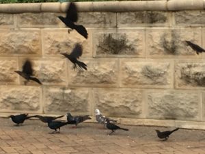 Galveston beach birds. 