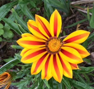 Garzania garden flower 